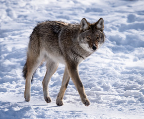 Coyote walking on snow in winter 