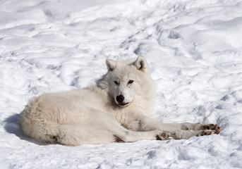 Obraz na płótnie Canvas Arctic Wolf in Winter