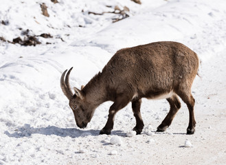 Alpine Ibex in Winter