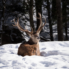 Elk in Winter