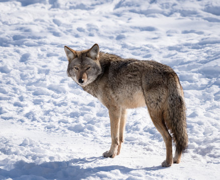 Coyote standing on snow in winter, Portrait