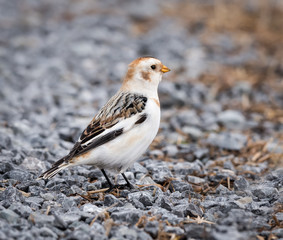 Snow Bunting in Winter