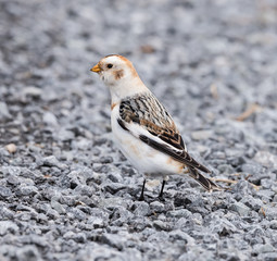 Snow Bunting in Winter