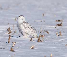 Snowy Owl Sitting on The Snowy Field