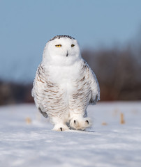 Snowy Owl