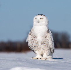 Snowy Owl Flying over Field