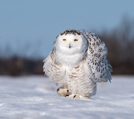 Snowy Owl
