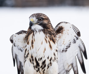 Red-Tailed Hawk Portrait