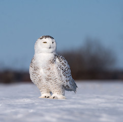 Obraz premium Snowy Owl