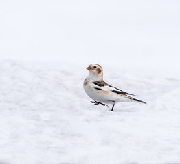 Snow Bunting in Winter