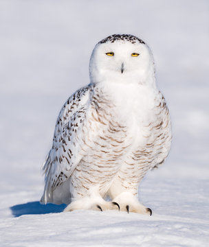 Snowy Owl Flying over Field