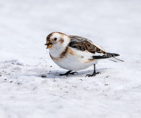 Snow Bunting in Winter