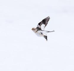 Snow Bunting in Flight in Winter