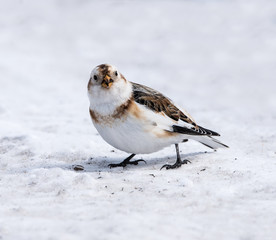 Snow Bunting in Winter