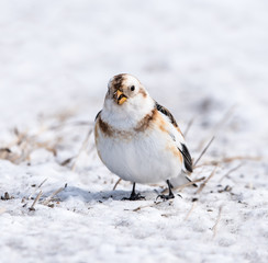 Snow Bunting in Winter