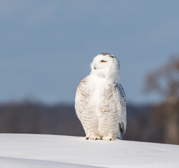 Snowy Owl Portrait in Winter