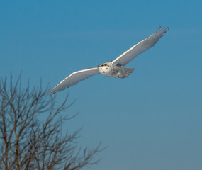 Snowy Owl in Flight on Blue Sky