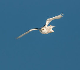 Snowy Owl in Flight on Blue Sky