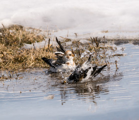 Snow Buntings Bathing in a Puddle from a Melting Snow