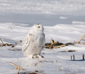 Snowy Owl Resting on Snow