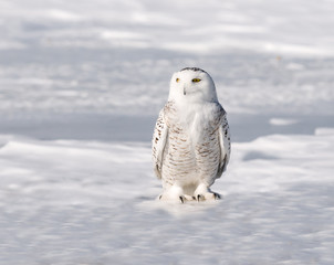 Snowy Owl Portrait 