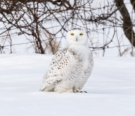 Snowy Owl Portrait 