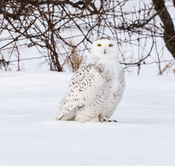Snowy Owl Portrait 