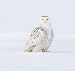 Snowy Owl Portrait 