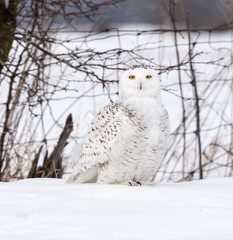 Snowy Owl Portrait 