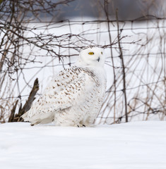 Snowy Owl Portrait 