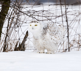 Snowy Owl Resting on Snow