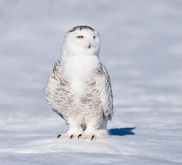 Snowy Owl Portrait 