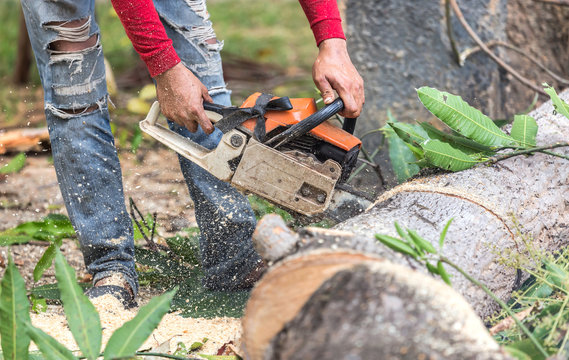 worker cutting timber tree with electrical chainsaw.