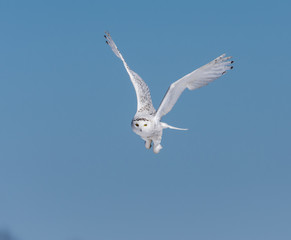 Snowy Owl in Flight
