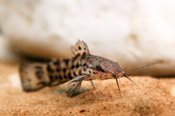 Fish in aquarium