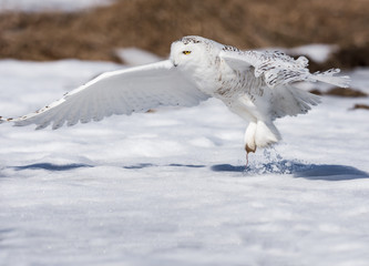 Snowy Owl