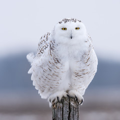 Obraz premium Snowy Owl