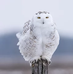 Cercles muraux Hibou Snowy Owl