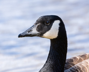  Canada Goose Portrait Closeup