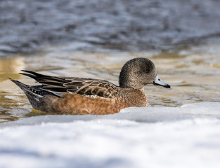 Female American Wigeon Swimming in Early Spring