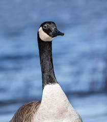 Obraz premium Canada Goose Portrait