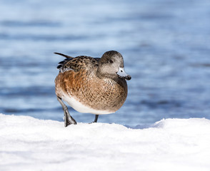 Female American Wigeon in Early Spring