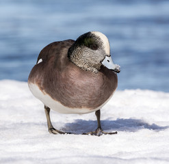 Male American Wigeon in Early Spring