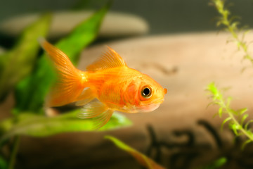 Goldfish in aquarium