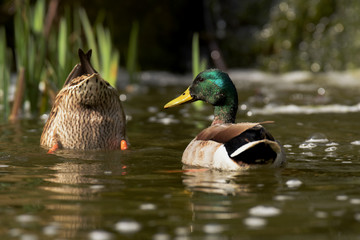 Mallard, Duck, Anas platyrhynchos