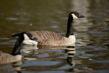 Canada Goose, Branta canadensis