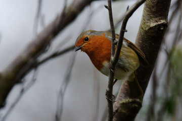 Robin, Erithacus rubecula