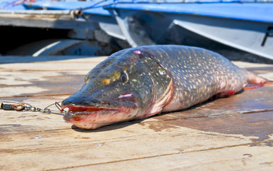 Big Pike on the cook