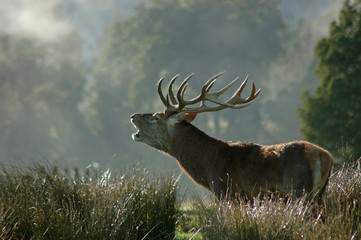 morning roaring