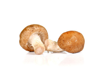 Fresh mushroom,Chinese mushroom  on white background.